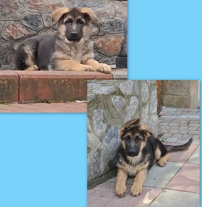 НімецьКа вівчарка