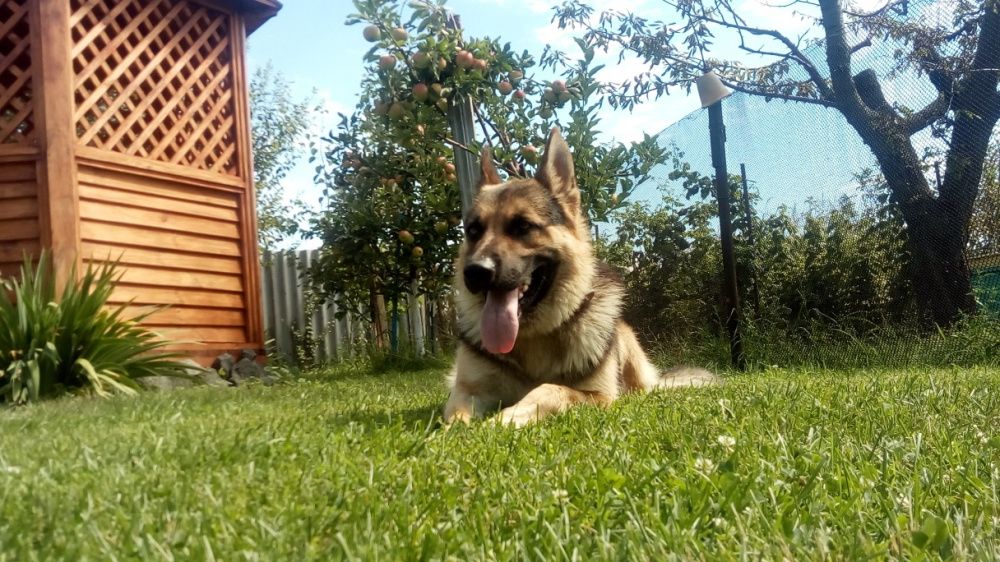 Вязка немецкой овчарки