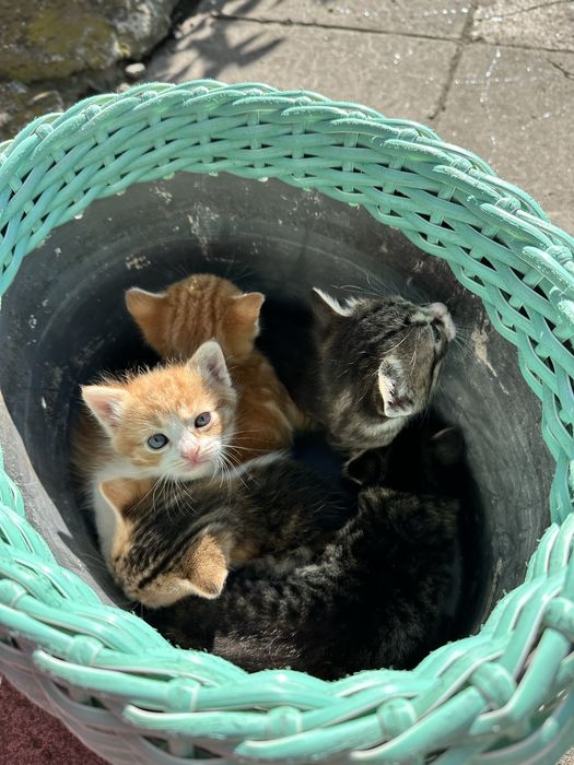Котенята шукають домівку