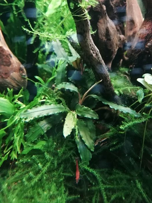 Bucephalandra 5 gatunków