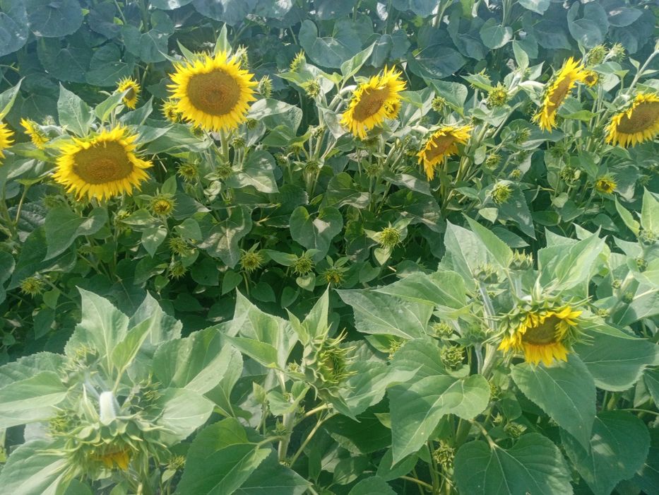 Продам  бджоли бджолопакети на українську та рутовську рамку 2026