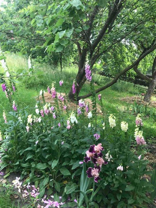 Продам дачу з великою ділянкою в селі Гірманка, Чернігівський район