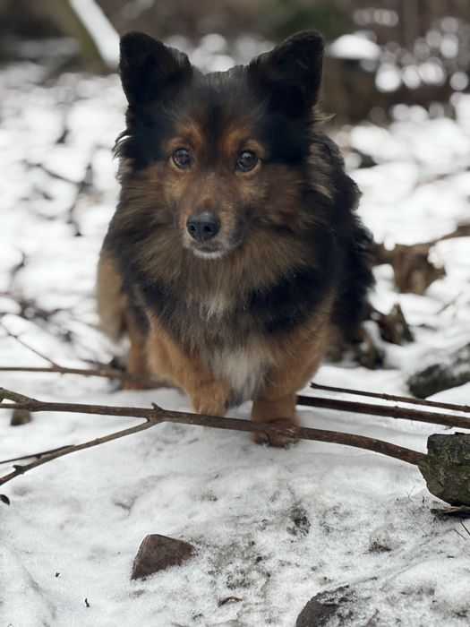 Mini owczarek niemiecki do adopcji.