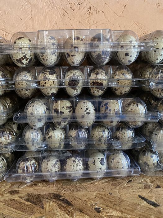 Домашнее перепелиное яйцо