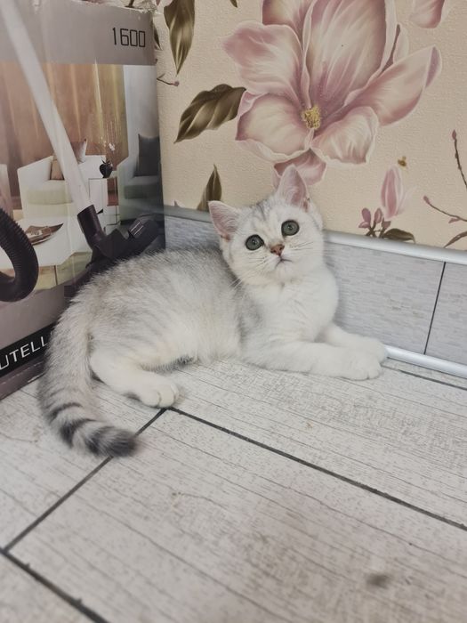 Котик шотландець срібна шиншила: 6 700 грн. - Коти Луцьк на Olx