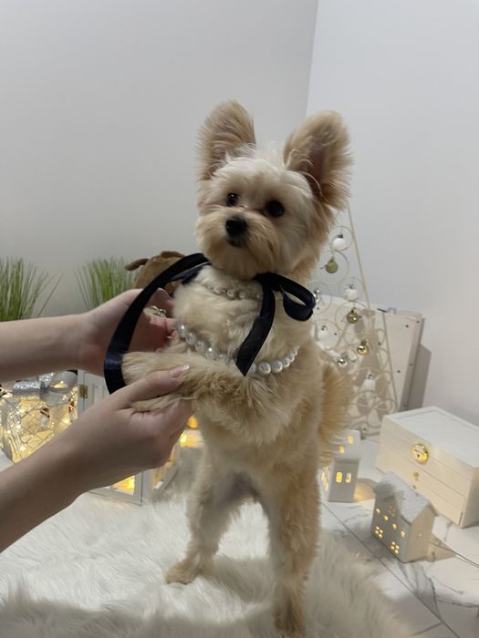 Помапу  чарівні крихітки чекають на вас