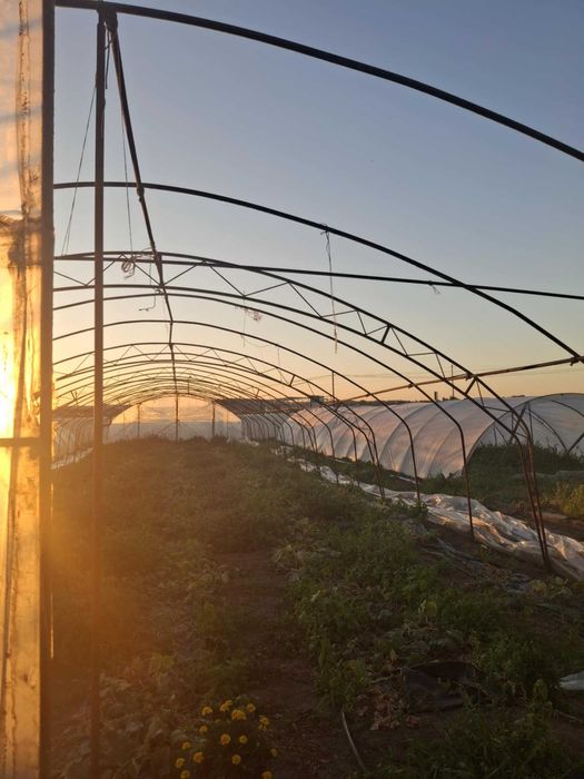 Duży tunel ogrodowy , konstrukcja