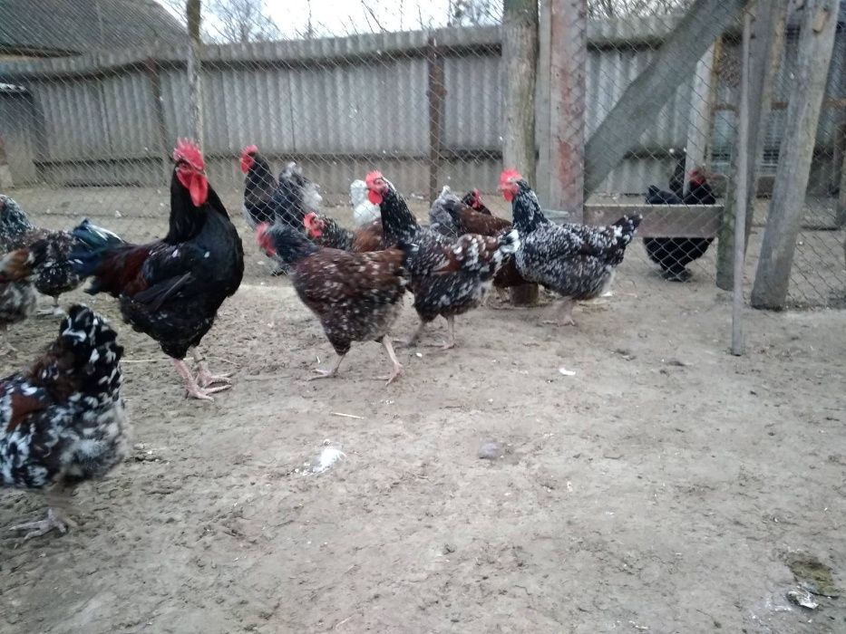 Продам кур, курчат, яйца ливенские ситцевые, кохинхины, джерсийски