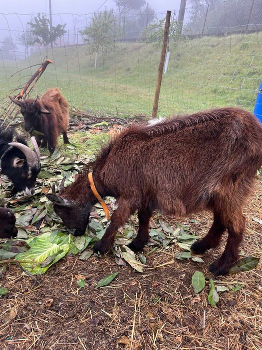 Grupo de cabras para venda – ideais para reprodução