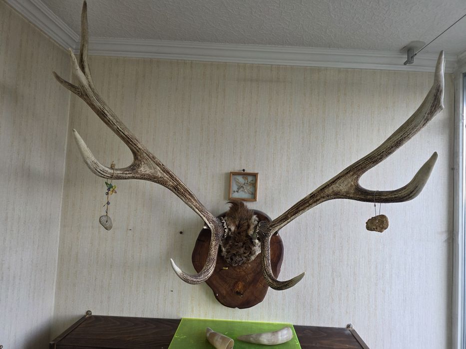 Коллекционные рога оленя.