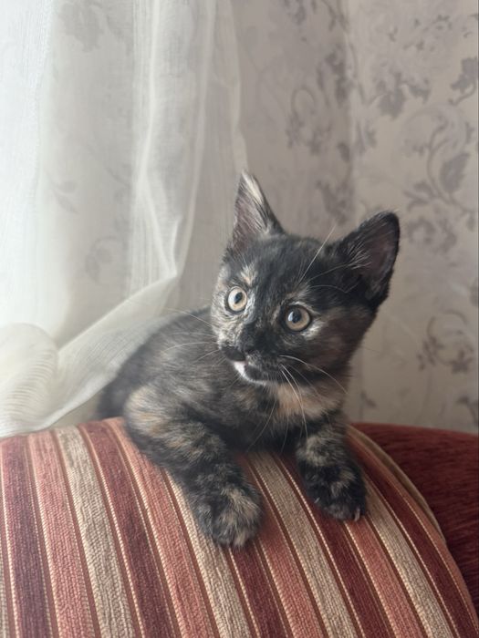 Віддам кошеня (дівчинка)