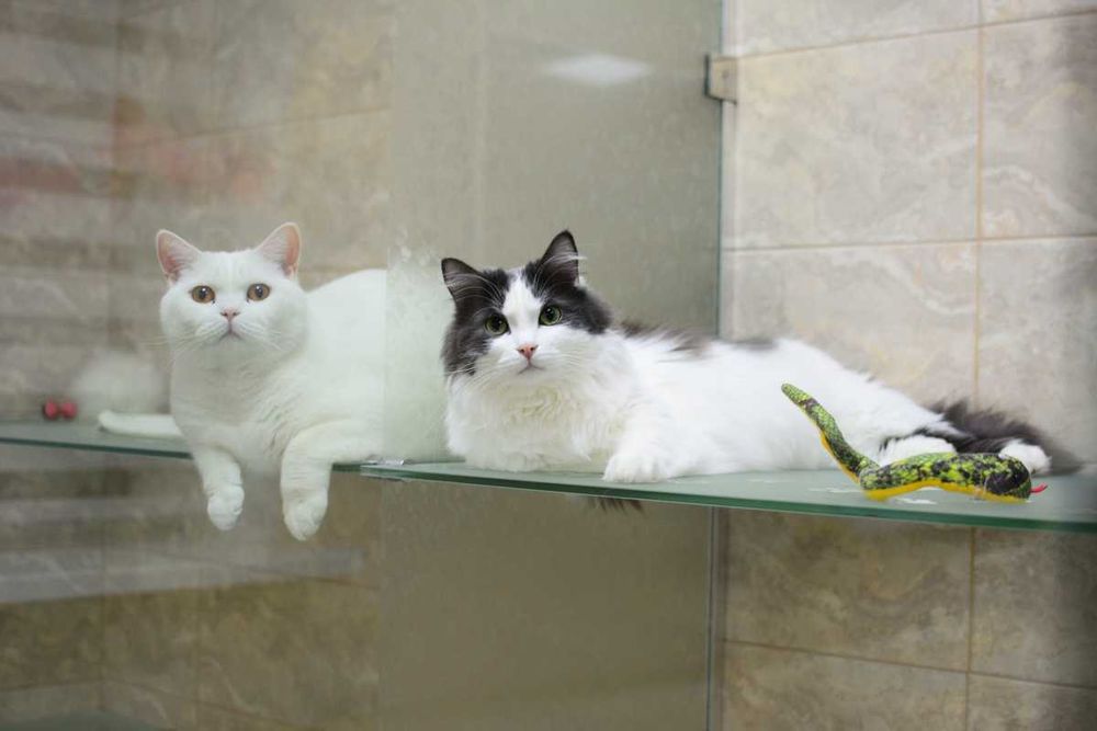 Готель, гостиниця, перетримка тварин котів та кішок в Києві "КАЗКА"