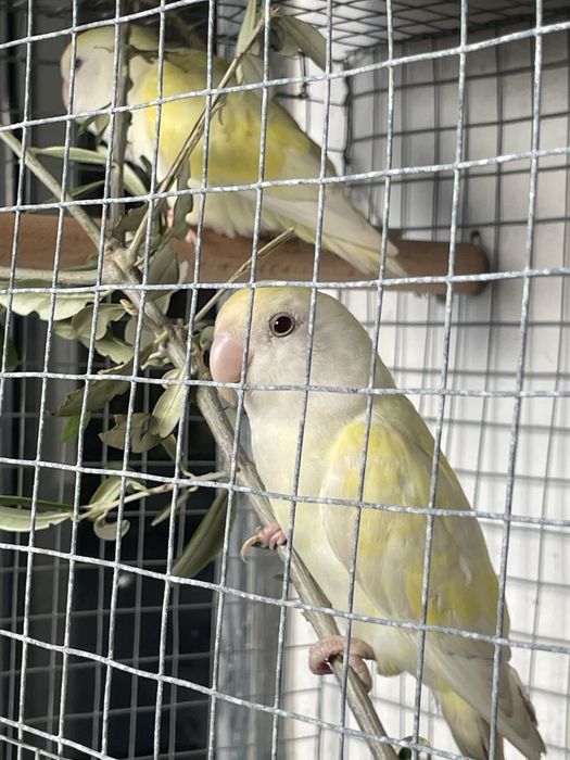 Agapornis roseicollis