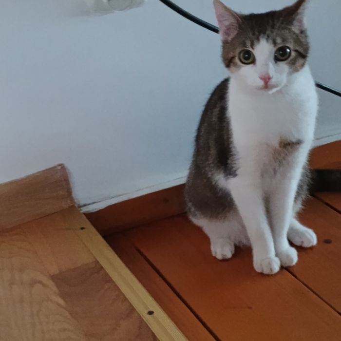 Kotki do adopcji