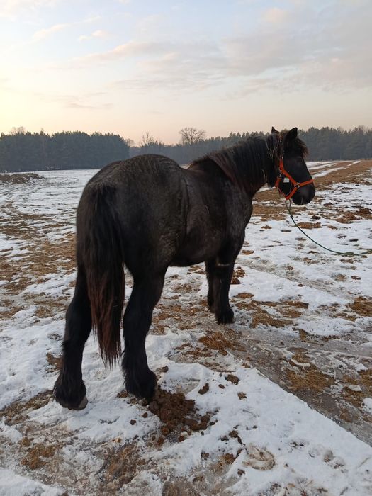 Ogierek zimnokrwisty