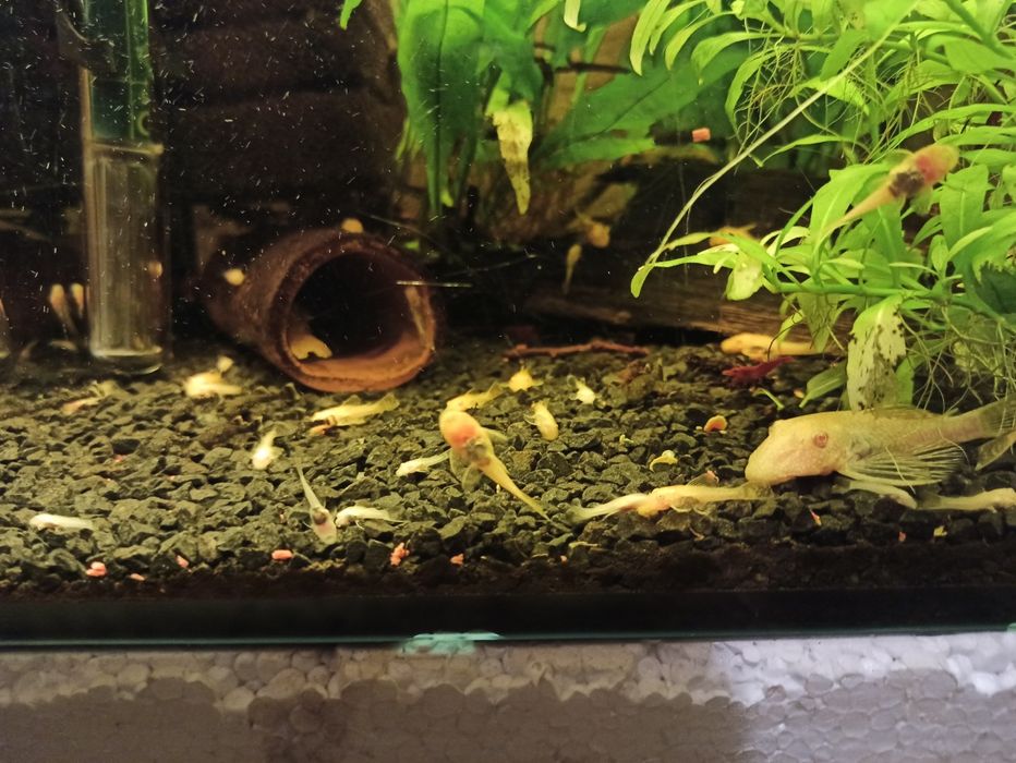 Złoty glonojad zbrojniki niebieski