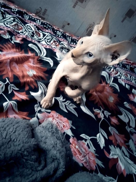 Котик канадський сфінкс.