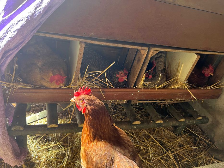 Patos mudos e Galinhas