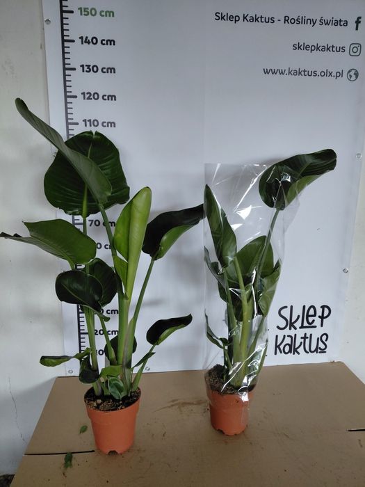 Strelitzia nicolai, Strelicja biała 100 - 120cm WYSYŁKA