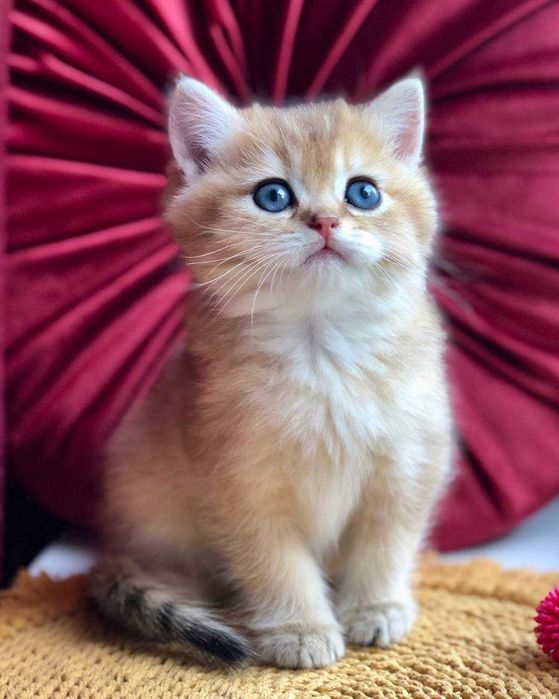 Золоті Британські хлопчики Каспер та Честер