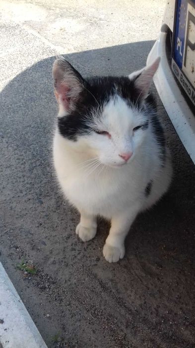 Zaginął kot z zawiniętym ogonkiem