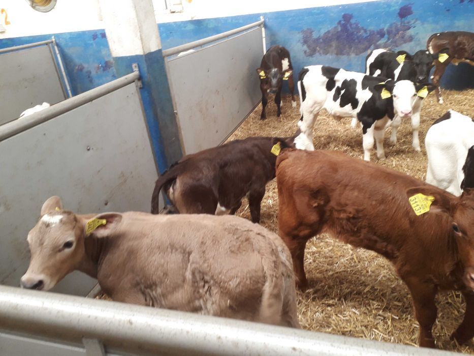 Byczki odsadki, opasy, na mleko i bez, cały kraj transport