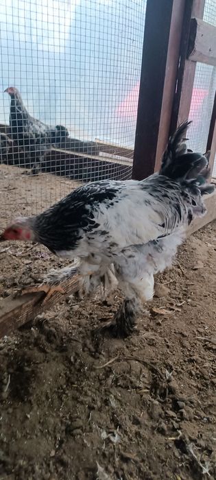 Kogut Brahma brahmy gronostajowa