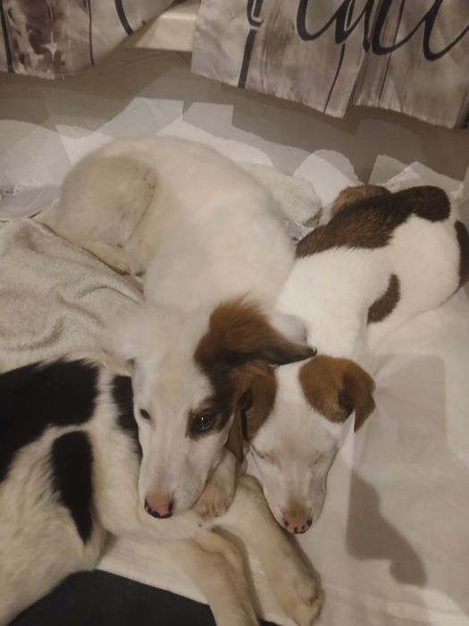 3 msc szczeniaki szukaja domku