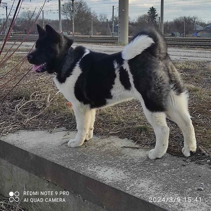 Американська акіта в'язка