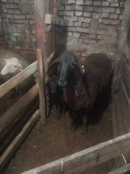 Ягнята, вівці, барани