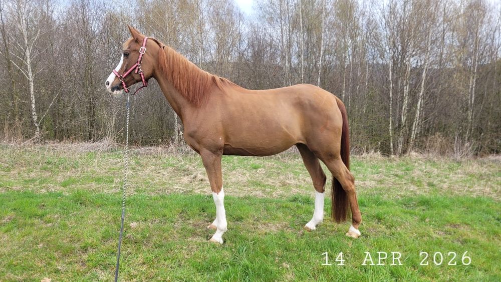 Wybitna klacz arabska (kuc) | Na MATKĘ