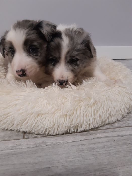 Border Collie blue merle piesek