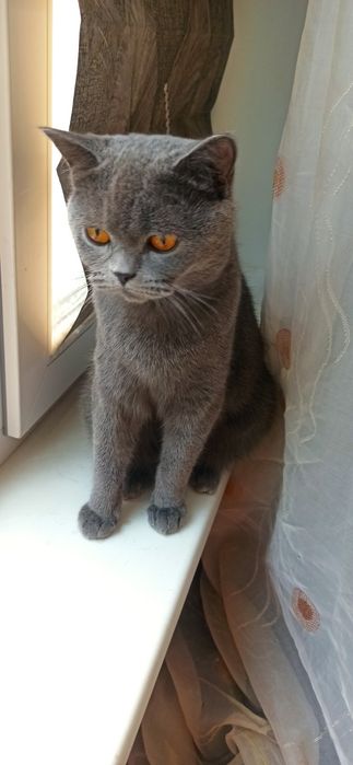 Шотландська киця, прямоуха