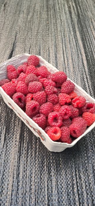 Świeżo zrywane maliny( cena za 1 kg)
