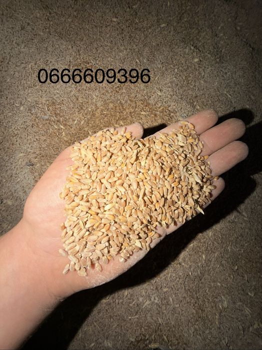 Продам пшеницю