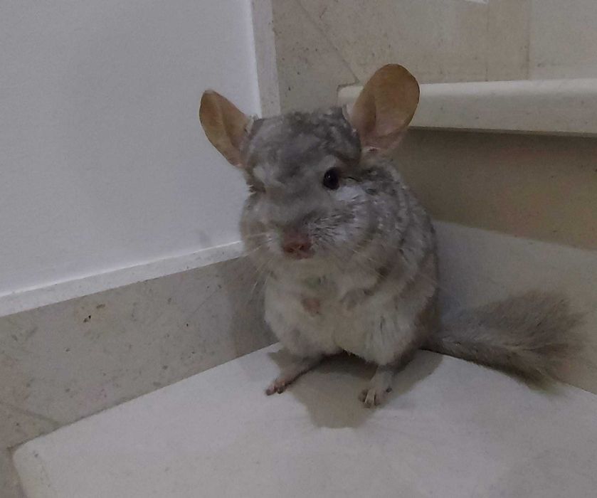 animais acessórios