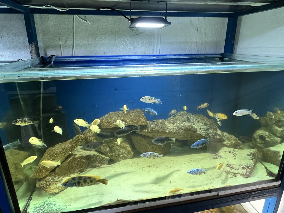 Акваріум Стойка на 4 акваріума по 250 л