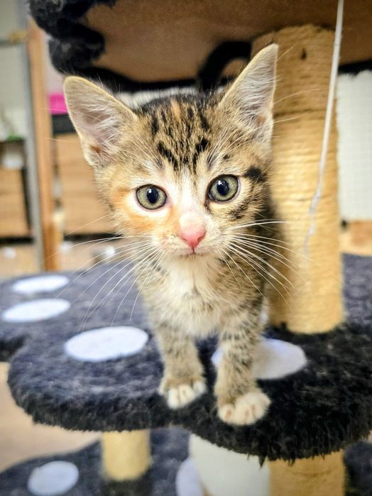 Uratowane maluszki niczym Atomówki,trikolor bura ruda
