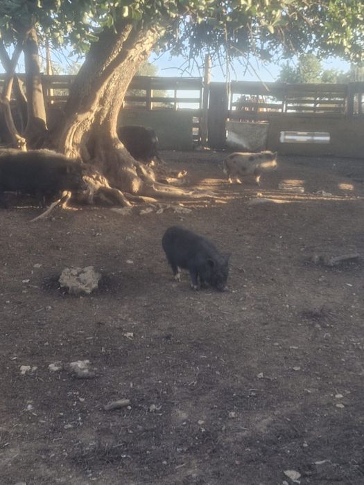 Mini vietnamitas e mini pigs