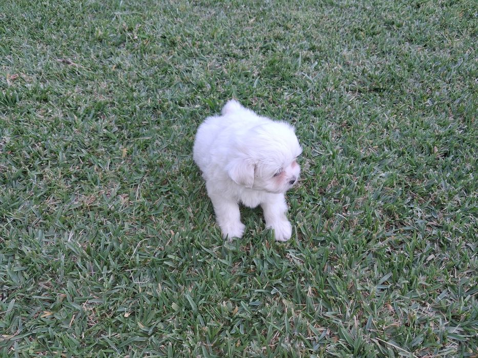 Bichon maltês macho