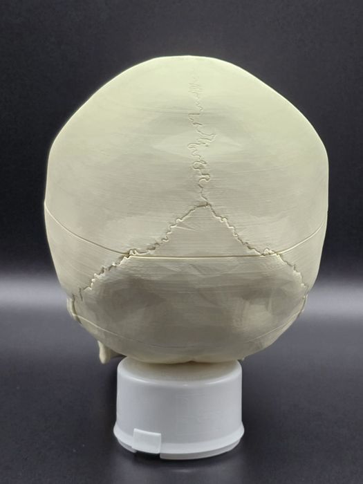 Model czaszki anatomicznej - wydruk 3D