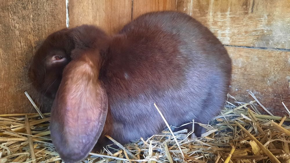 Króliki barany samce