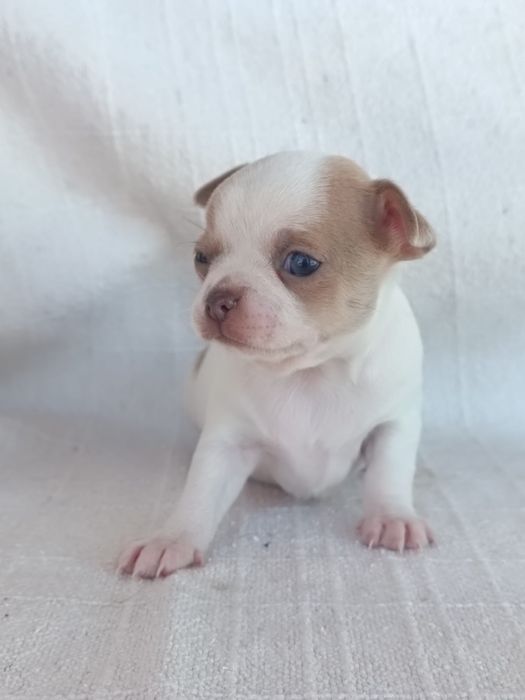 Chihuahua linhagem mini