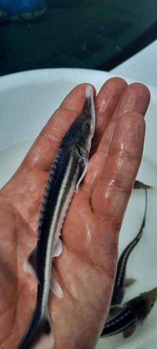 Рибна ферма вирощує осетра