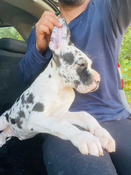 dog alemão fêmea