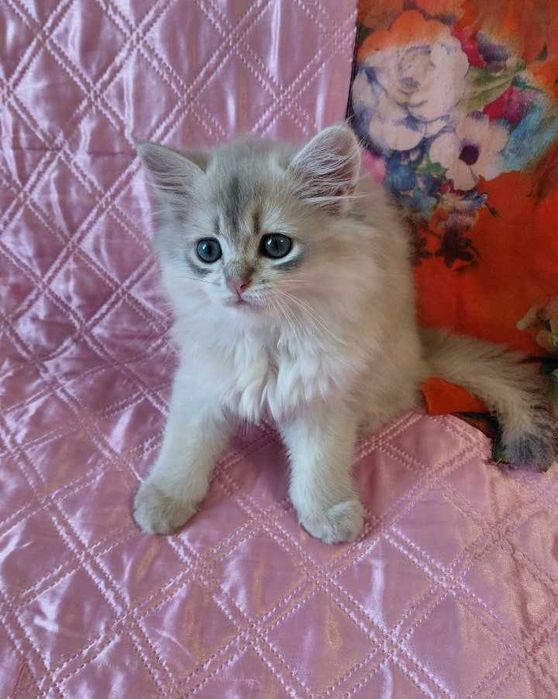 Шотландская золотая шиншилла (голубое золото)