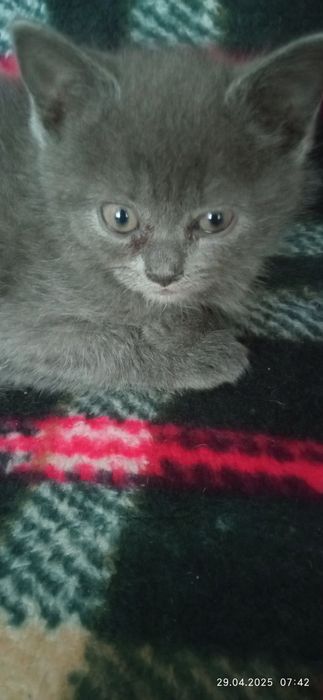 Британська киця маленька