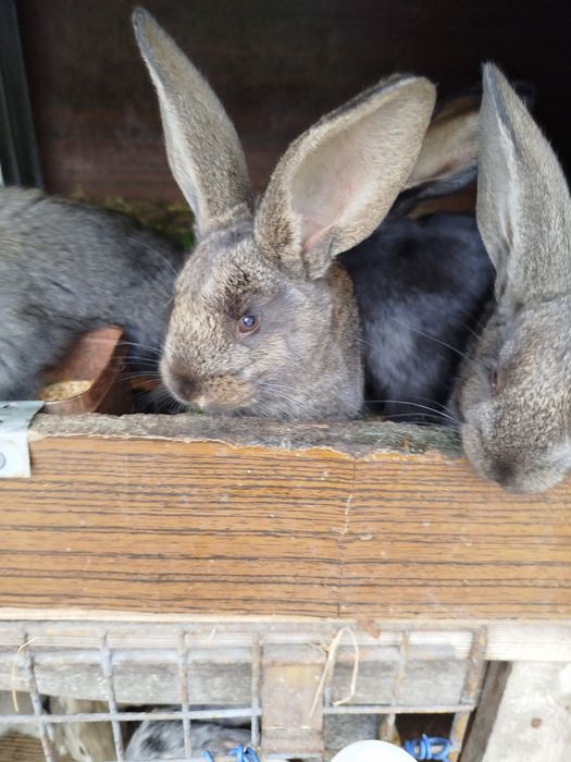 Sprzedam kroliki