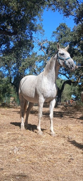 Cavalo cruzado Português