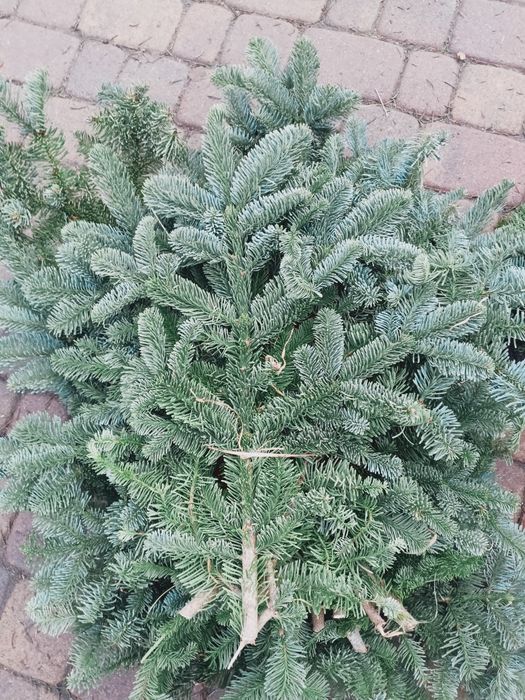 Jodła nobils 5kg możliwość wysyłki